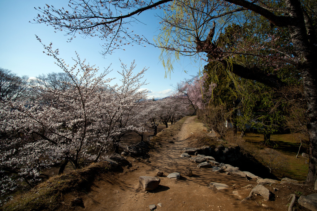 懐古園の桜