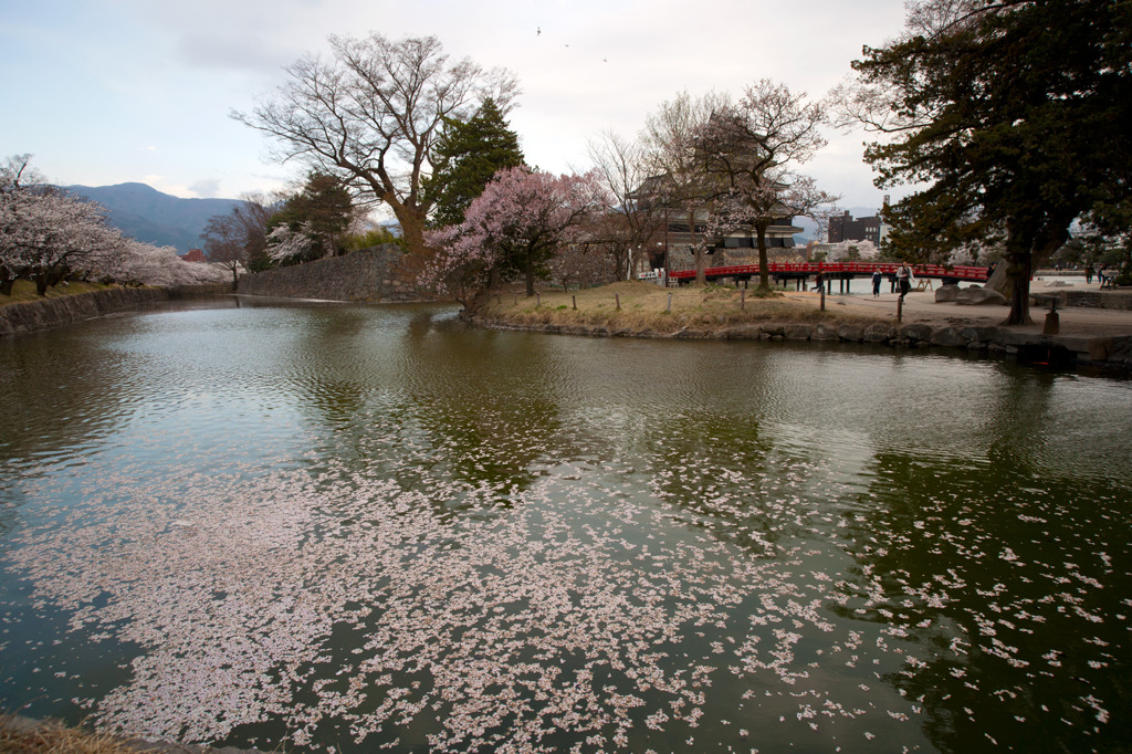 国宝松本城の桜②