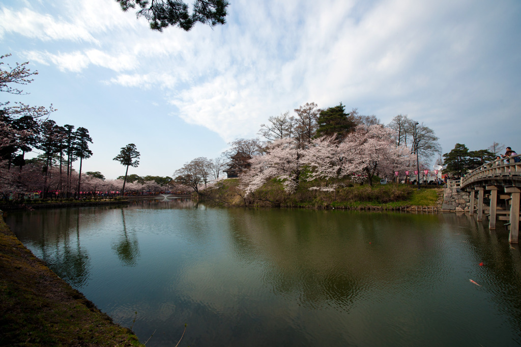 高田公園の桜⑤