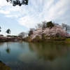 高田公園の桜⑤