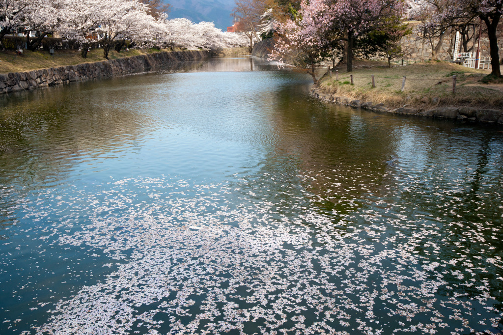 散りゆく桜