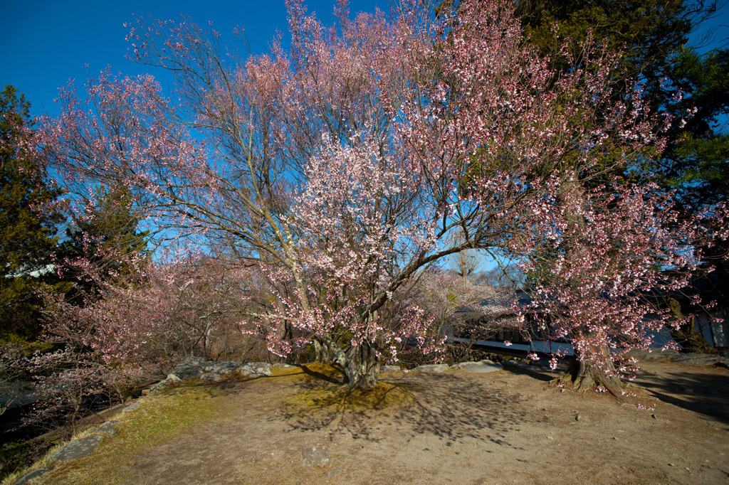 一本桜