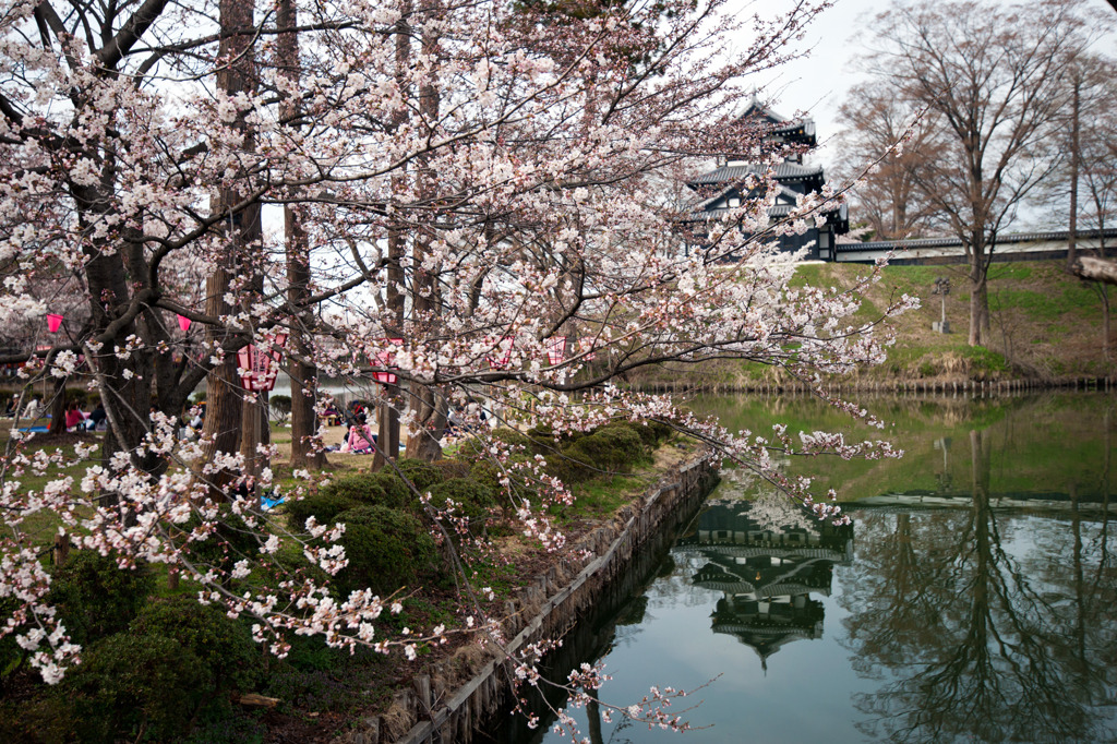 高田公園の桜②