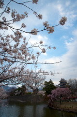 国宝松本城の桜①