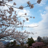 国宝松本城の桜①