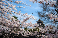 国宝松本城の桜⑤
