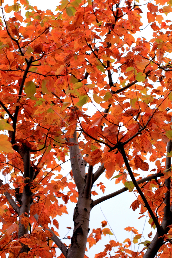 紅葉