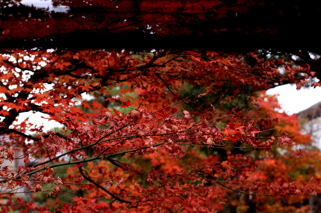 紅葉　高山陣屋内
