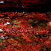 紅葉　高山陣屋内