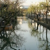倉敷川の朝