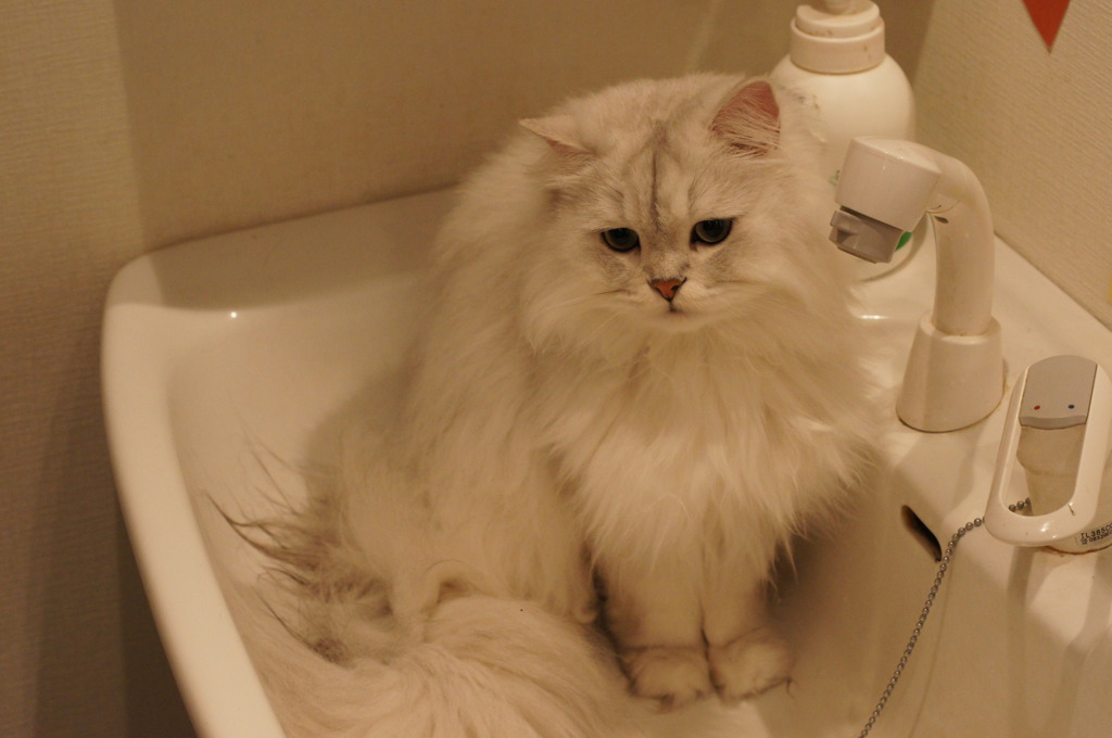 猫