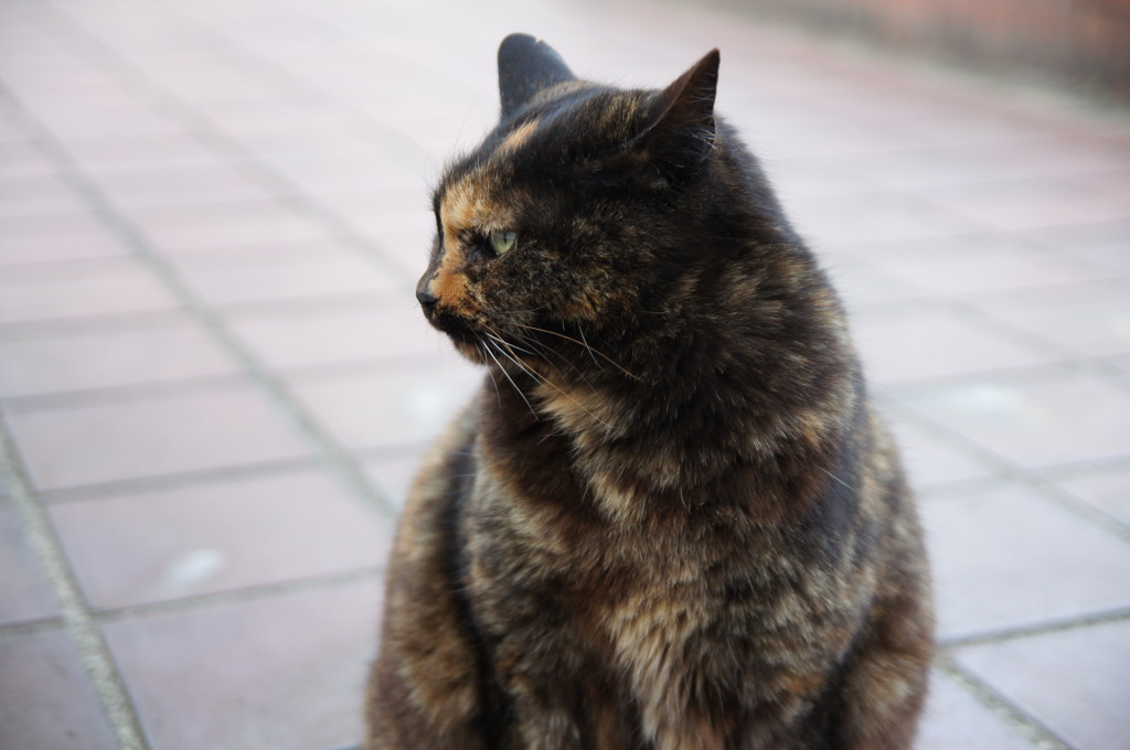 ドブ柄の看板猫