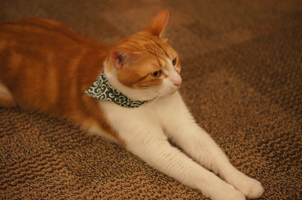 猫