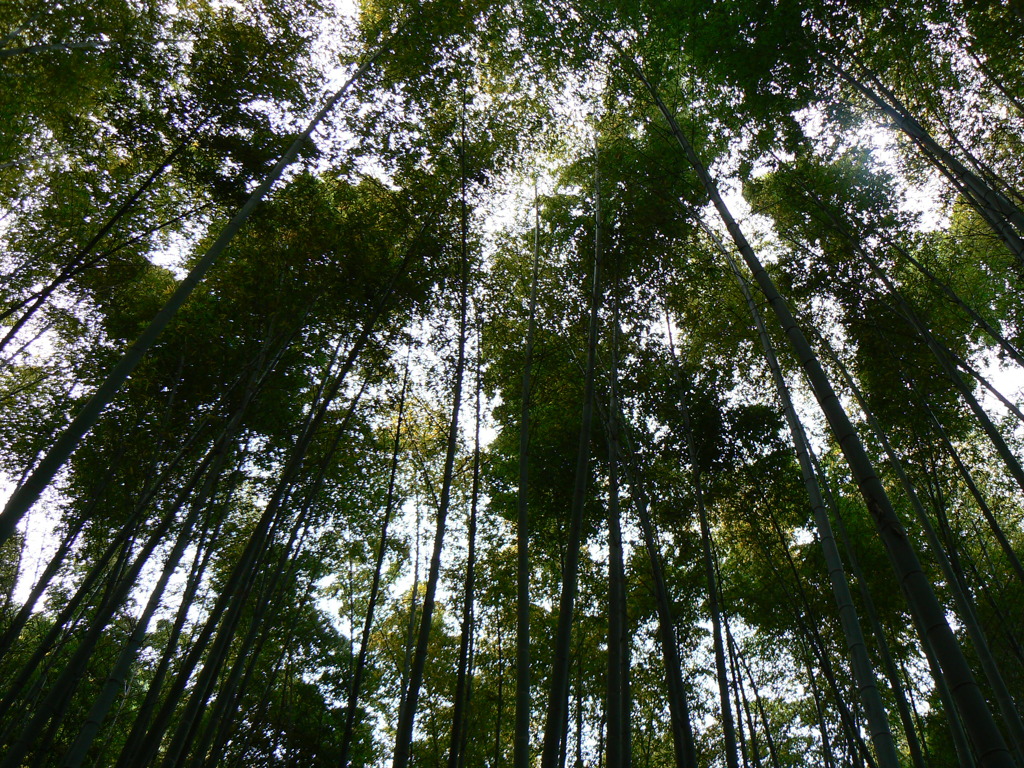 鎌倉の報国寺の竹林