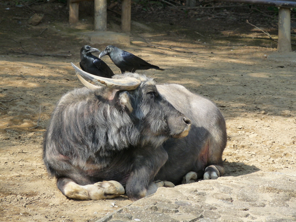 アジアスイギュウとハシブトガラス