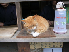 お寺の看板猫
