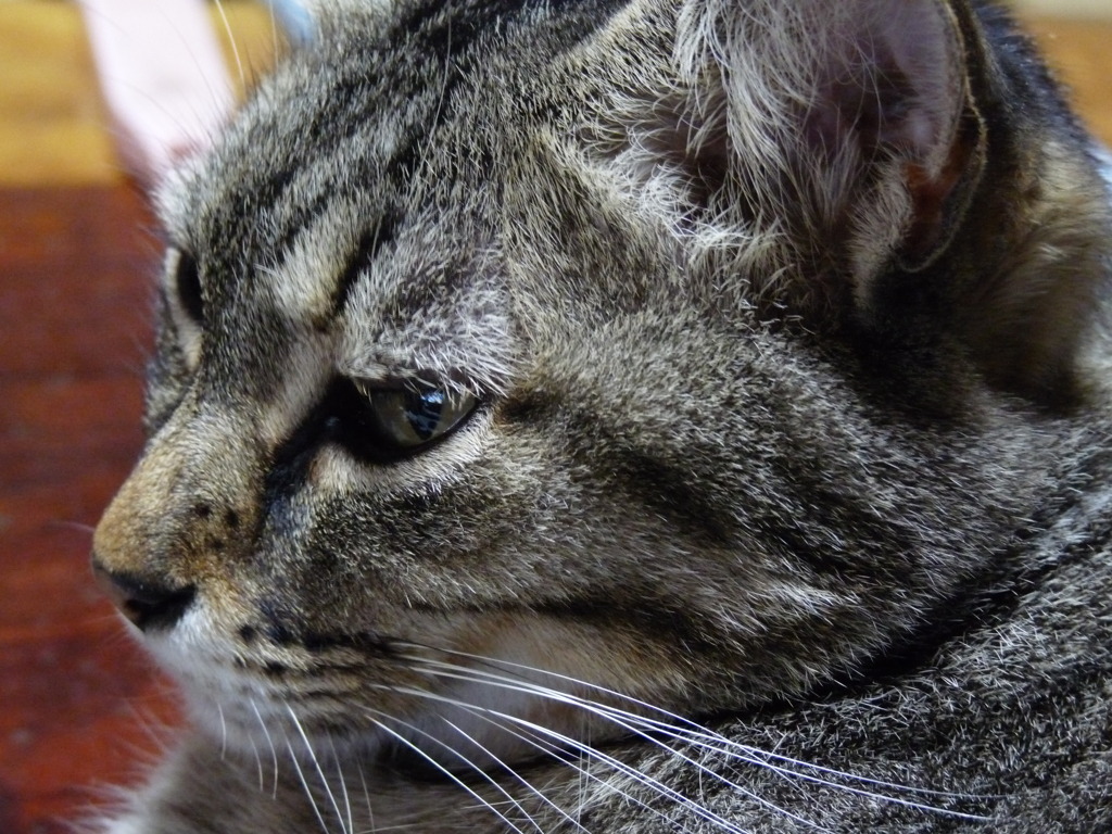 ミオミタン