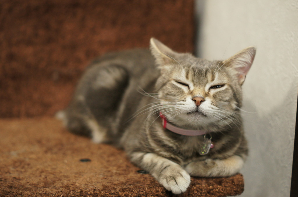 猫