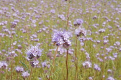 蜂さんが偶然来てくれました