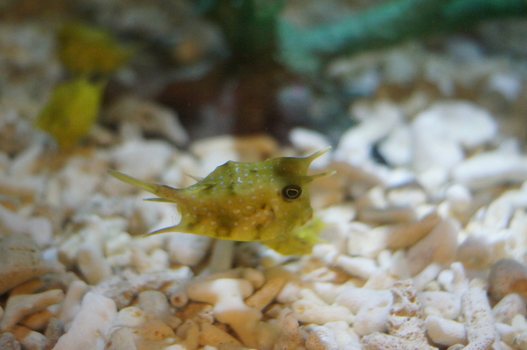 ミナミハコフグ