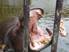 何でも入れて下さい。