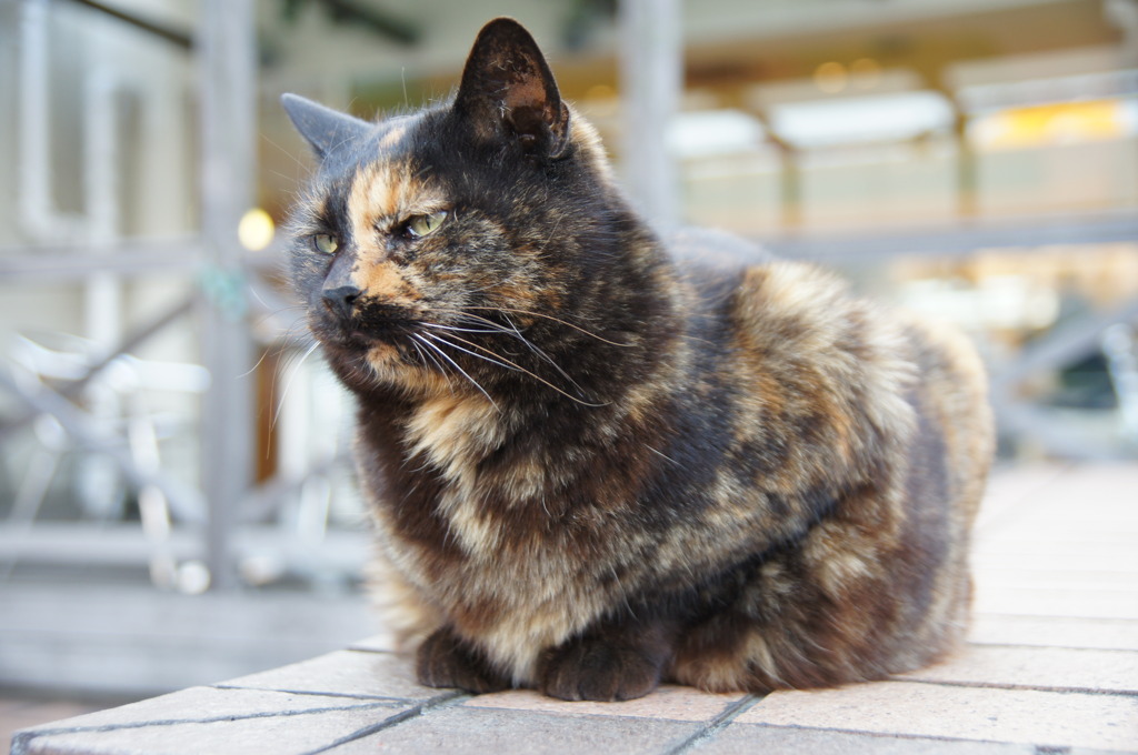 ドブ柄の看板猫