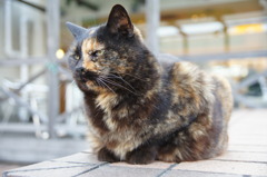 ドブ柄の看板猫