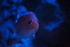 金目鯛（かな？）