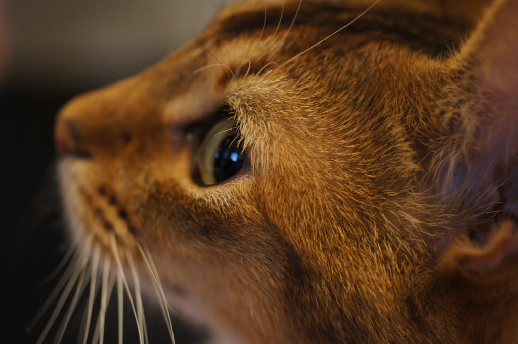 猫