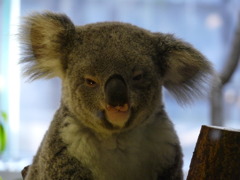 閉店直前ですが、なんとか営業中