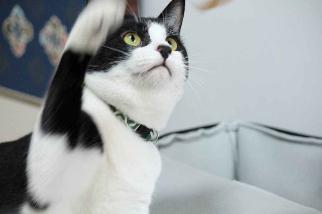猫パンチ