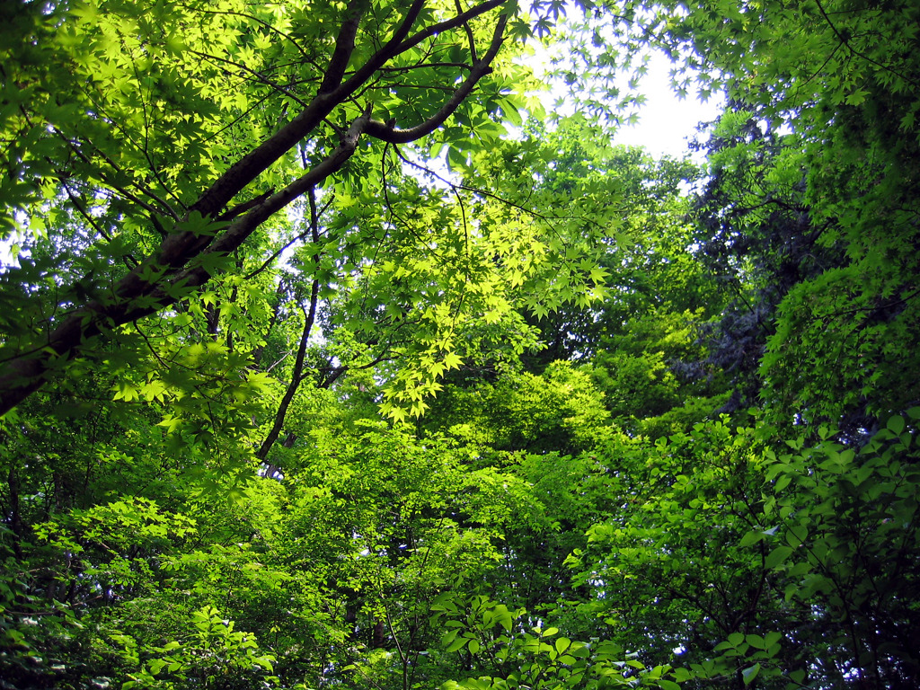 green shower
