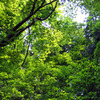 green shower