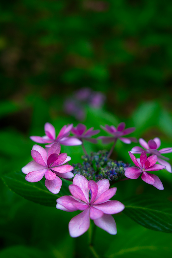 紫陽花　SIGMA DP2にて