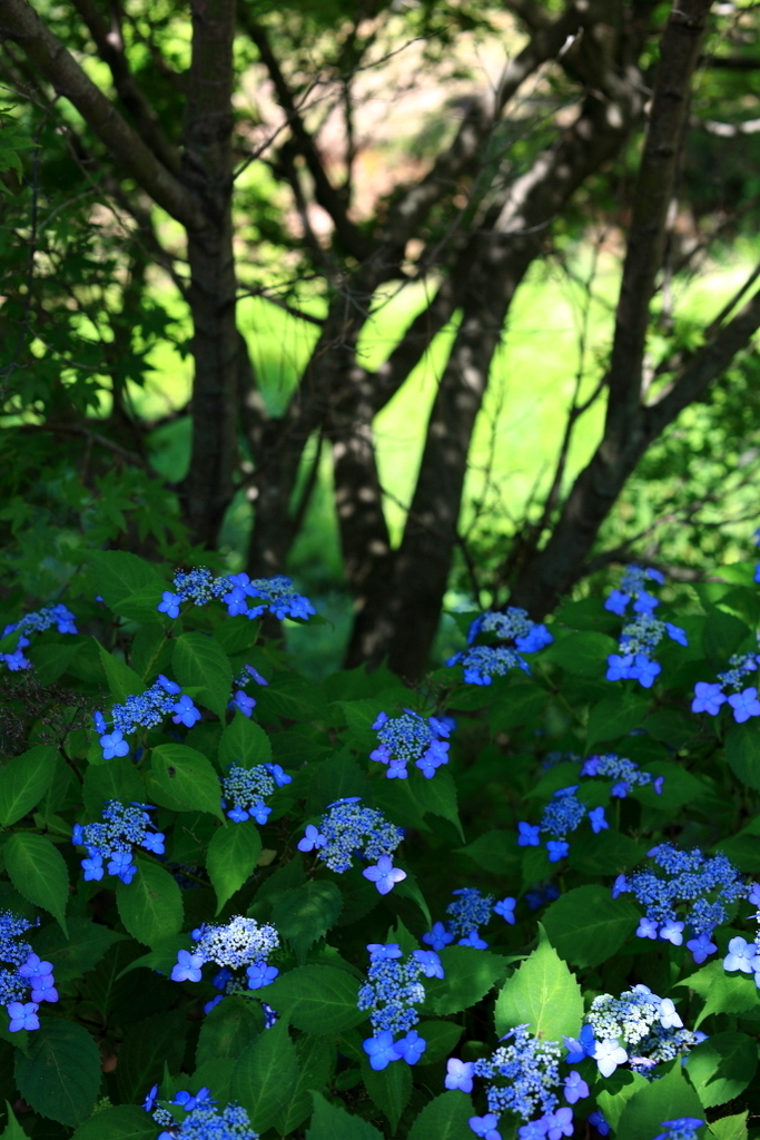 ゆふいん花公園の紫陽花3