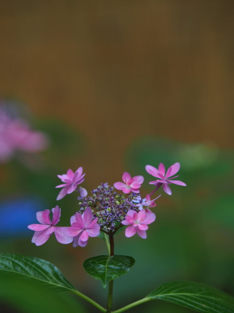 筥崎宮・あじさい苑