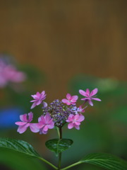 筥崎宮・あじさい苑
