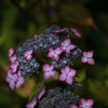 紫陽花　アンダー気味で