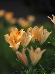 筥崎宮　花庭園の百合