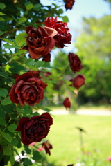 薔薇002＠海の中道海浜公園