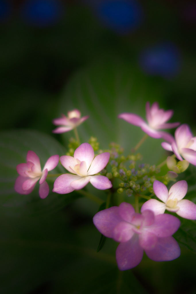 SDIM0003-001