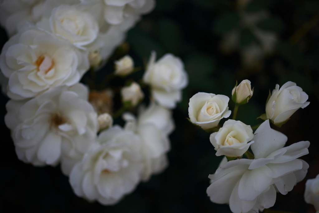 白い薔薇