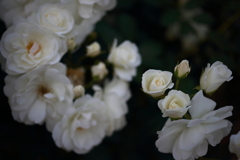 白い薔薇