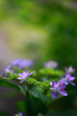 ゆふいん花公園の紫陽花2