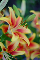 筥崎宮・花庭園の百合