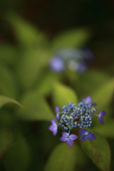 ゆふいん花公園の紫陽花1