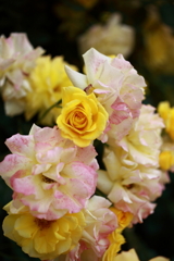 薔薇＠植物園植物園