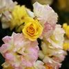 薔薇＠植物園植物園