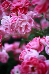 薔薇＠福岡市植物園