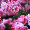 薔薇＠福岡市植物園
